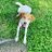 玉犬のアイコン