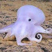 octopi