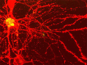 Citizen_Alpha's profile picture. 