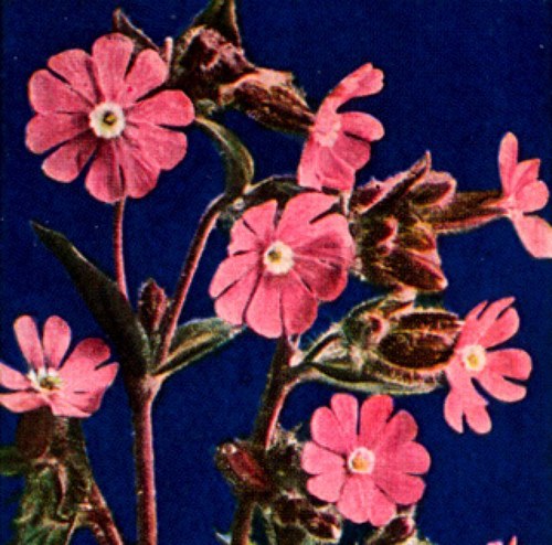 bambulita's profile picture. 1 2 3 4 6 7 8