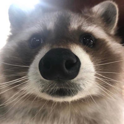 Snooz Eyさんのプロフィール画像