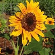 Abikay18's profile picture. moving to face the life-giving rays