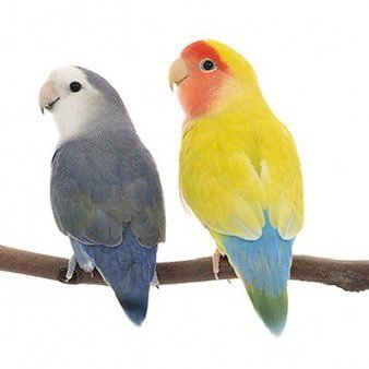 😊 コザクラインコ7羽、うち4羽はモデルさんです。皆んなそれぞれ個性的❤️🔥。優しいピピ。社交的なモモ。好奇心旺盛なポポ。マイペースなココ。愛情の深いルル。思慮深いトト、人見知りのノノ皆んな可愛いです。😊