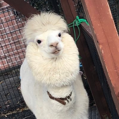 pitto5555's profile picture. 