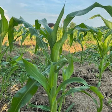 Avatar AltText: close up of corn growing in a field.Header AltText: We owe our existence to a six-inch layer of topsoil, and the fact that it rains