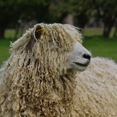 Fine local produce - sustainable heritage breed free range farm and craft butchery producing delicious slow grown food for the community.