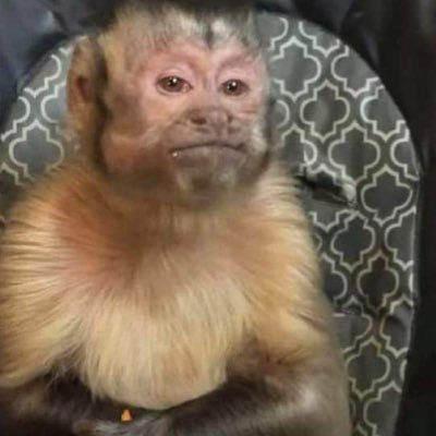 pepjot's profile picture. 