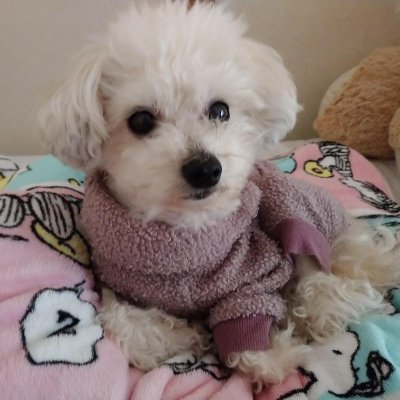 かざみどり ワンコにも休日を Izu Kazamidori Twitter かざみどり ワンコにも休日を Izu Kazamidori Twitter