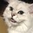 ねこ野とり子のアイコン