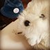 Dug 🐾 (@beingmewithdug) Twitter profile photo Dug 🐾 (@beingmewithdug) Twitter profile photo