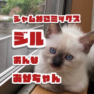 保護猫のシャム猫ミックスの女の子です 中は女子大生です。 Twitterでは寝ているとこを。YouTubeでは日常をお届けします🙂