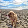 ColleenLeeKerry's profile picture. Lifelong leftie, educator, justice, environment, family, friends, my dog, animals, beach, nature, music, RFC, kindness, laughing, integrity, politics, Gough …