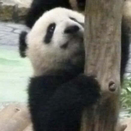 chaiconne's profile picture. 