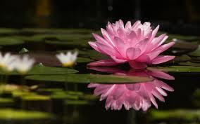 Full service global boutique firm specializing in feng shui design and consultation for your professional and personal life.