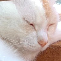 おつぶやん (@otubuyan) 's Twitter Profile Photo