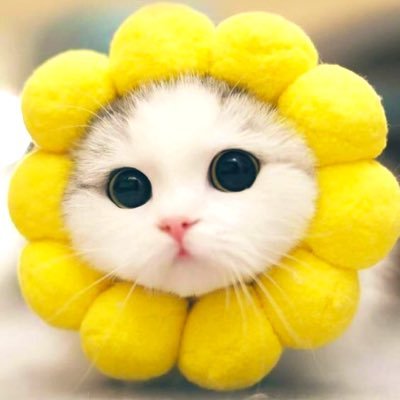 littlepaws21's profile picture. 🐈