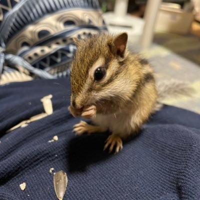 2021年6月13日より、シマリス🐿♀を飼い始めました。 
家庭菜園や戦闘機、バイクなどのプラモデルも投稿しております。 ご興味がある方は是非ご覧下さい。今後とも宜しくお願いします🤲 しまりす🐿の日常生活を、Twitterもしくは、YouTubeで動画を配信中デス。 フォロワー募集中！！