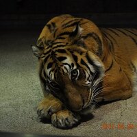 地球に感謝 (@obrigado_earth) 's Twitter Profile Photo