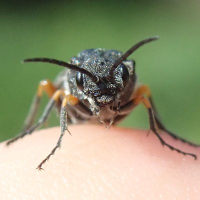 All-taxa naturalist, on a journey to understand what biodiversity really means. Freelance ecological consultant. Norfolk Sawfly Recorder. BUBO founder. PSL'er.