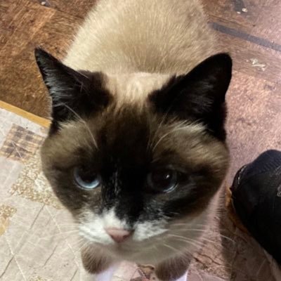 yoko82620911's profile picture. なんか好きな事して生きてます。適当な事呟いてます。