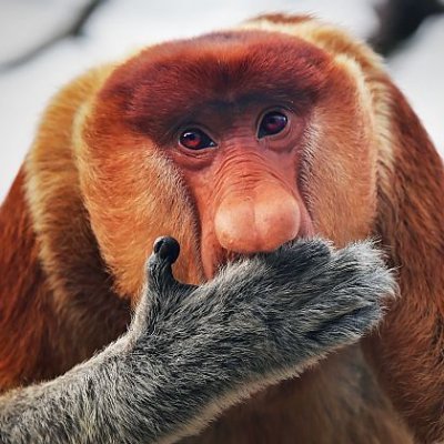 The Northern Monkey Profile