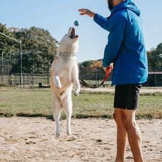 High Quality Dog Training Course Featuring 21 Games To Improve A Dog's Intelligence And Behavior,Instructions For Training Obedience Commands👉https://t.co/dZOEQcPOxx