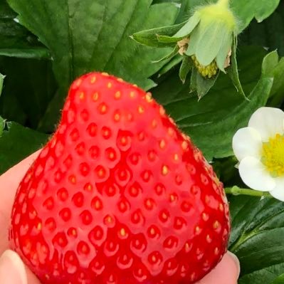 sweetsosweet2's profile picture. 2001-2025カバチタレ落ち 山P歴24周年記念の年を迎えました❤︎今日も全方位から見守り中❤︎