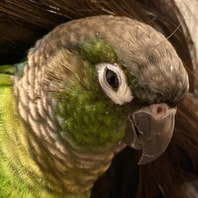 インコ2歳 猫1歳 子供0歳と暮らしてます。外資でITエンジニアしてます。ソフトウェア作るより、(本来の意味で)技術が好き