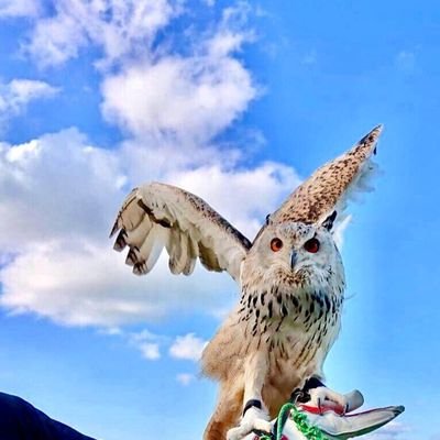 シベリアワシミミズク、メガネフクロウ、コザクラインコ、セキセイインコ、ロップイヤーラビット、ミニウサギ、シミリスモニター、サバンナモニター 、ロシアリクガメと暮らしています!