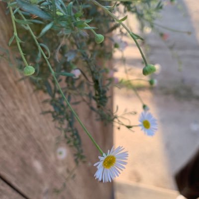 2001Niticha's profile picture. 