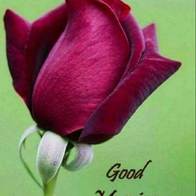 ArionSolly5's profile picture. Pemikat hati