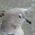 Pidgebot5000 (@pidgebot5000) Twitter profile photo Pidgebot5000 (@pidgebot5000) Twitter profile photo