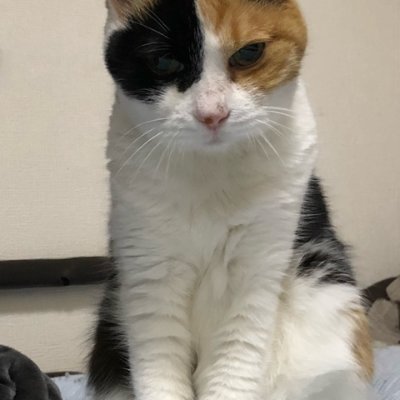 Cafe mikepo'sさんのプロフィール画像