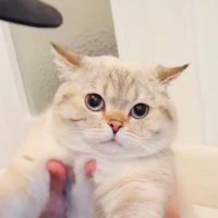 吉田 (@rx2ffrzp3u1yeb6) 's Twitter Profile