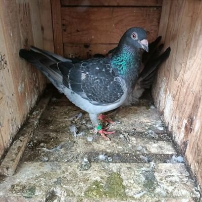 IMHACKER21's profile picture. .