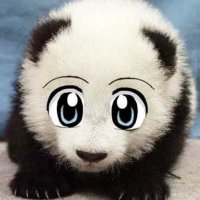 pando ⭐️ (@pandicadodia) 's Twitter Profile Photo