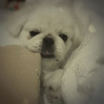 Furaibo12's profile picture. 大学でSynthesizerの研究やったり最近電子工作し始めたり
低浮上