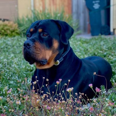 jtuivai's profile picture. 