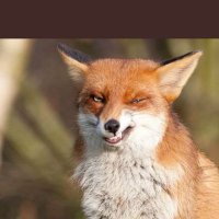 Foxy (@silverf0xy) 's Twitter Profile