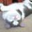 CatCrazy's profile image