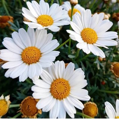 sunshin31525713's profile picture. Trying to enjoy life