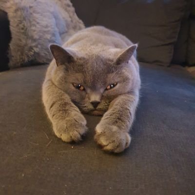 dutchsmaw's profile picture. ❤ Cat Maw 🐱💜 Other hings...