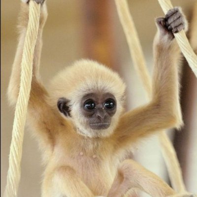 leonor_mk_22's profile picture. esse é meu jeito macaco de ser
eu apostei a conta "@leonardoZa22" no jogo do bixo e perdi, irei usar essa por enquanto.