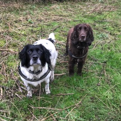 The daft adventures of 2 Sprocker Spaniels. Dad is a Trustee for @999WAGS