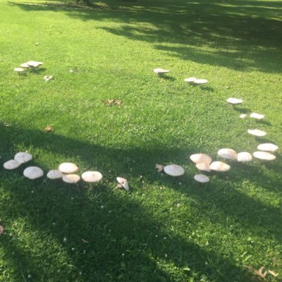 communist | only believes in Twin Peaks (which lives always in my heart) | a fairy circle of mushrooms.