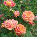 E (@gardenlover702) Twitter profile photo E (@gardenlover702) Twitter profile photo