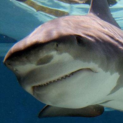 TimBullShark1's profile picture. 