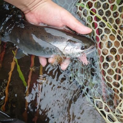 信州でトラウト釣ってます。