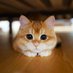 IVANov (@rav8844) Twitter profile photo IVANov (@rav8844) Twitter profile photo