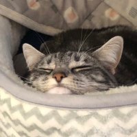 なおちー@5/18 全鯖🐟 (@ryuarara) 's Twitter Profile